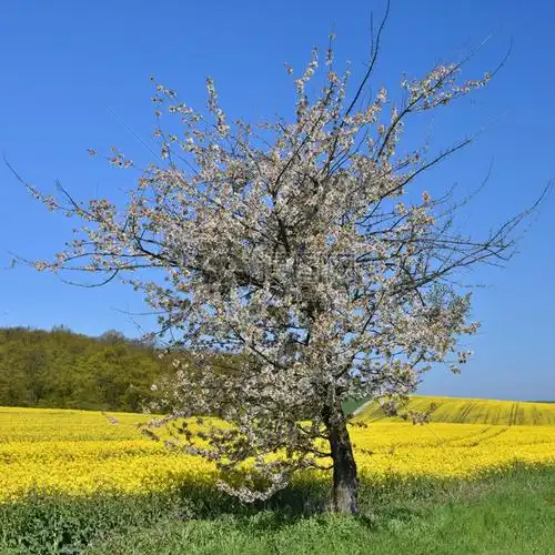 布列卡午睡是金黄色开花田地道和美丽的山谷大自然春天风景燃料芸苔属