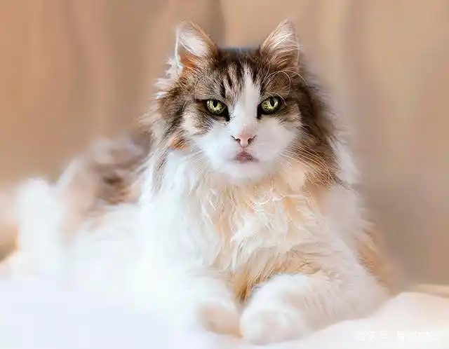 世界上最漂亮的29只猫咪,每一只都是上天的宠儿,让人沉迷