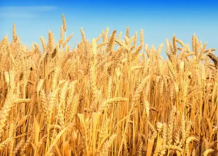 成熟的麦田图片-夏日丰收的小麦素材-高清图片-摄影照片-寻图免费打包