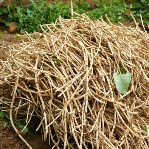 白茎鱼腥草 高品质长根鱼腥草折耳根 货源充足