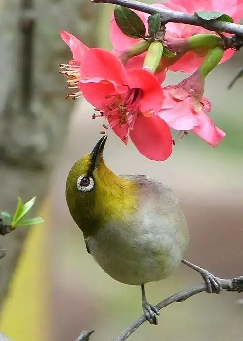 大自然的精灵------鸟