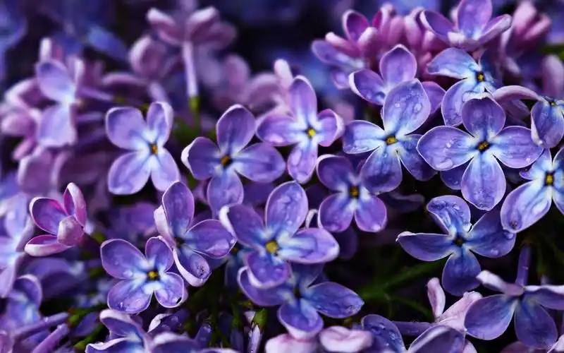 紫色丁香花唯美图片桌面壁纸