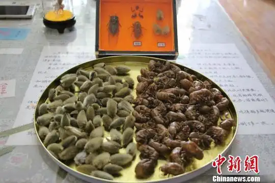 图为制作毛猴时所需要的辛夷和蝉蜕两种材料. 赵晓 摄