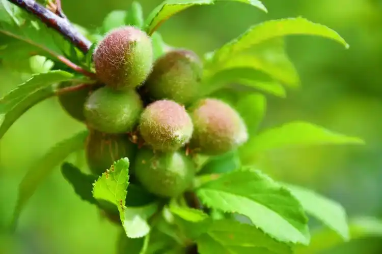 榆叶梅果实的功效与作用(榆叶梅果实的功效与作用及禁忌)