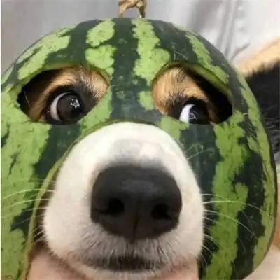 搞笑头像图片逗比个性 搞怪微信头像沙雕图片_搞笑头像_美头网