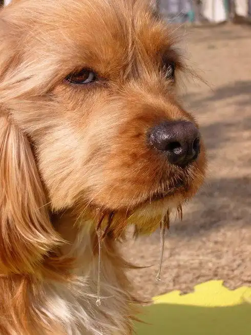 垂涎三尺什么意思和造句 垂涎三尺