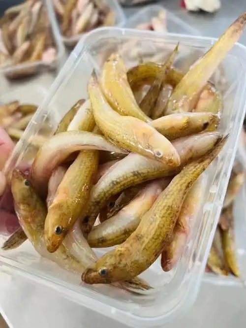 野生笋壳鱼,宝宝脾胃差,多用笋壳鱼炖汤,鱼小营养大,稍微煎一下煲点