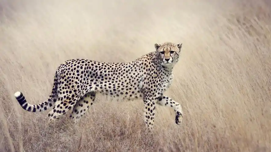 猎豹图片高清电脑桌面壁纸-动物壁纸-手机壁纸下载-美桌网