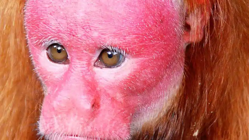 在野外发现红毛怪,男子通知救助人员过来一看,这是人干的吗?