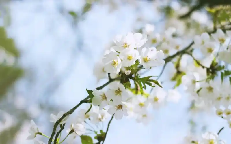 樱花,花海,花朵,春天,植物,清新,自然,唯美,风景樱花壁纸图片