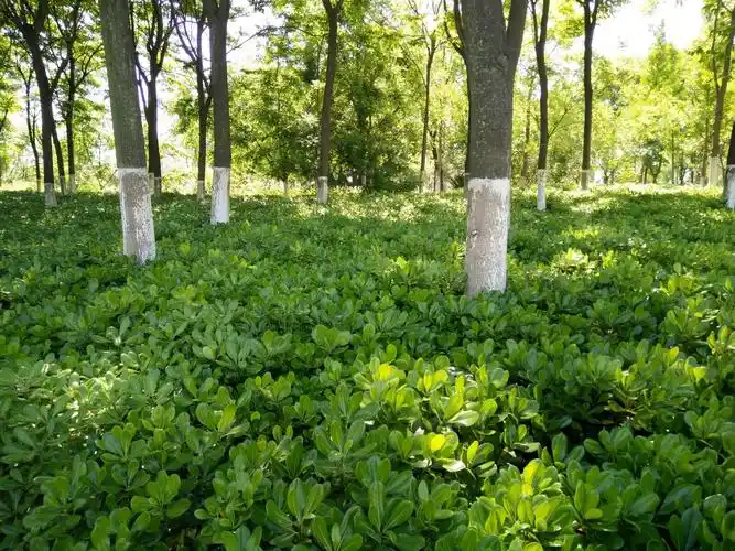 树林里的小灌木丛,冬天的时候我以为它们会死去,没有想到一个春天竟然