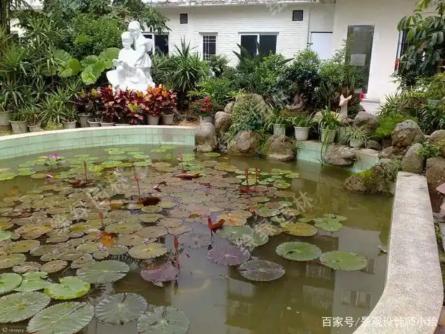 庭院水池的种类——打造自然式水景,让你的生活更