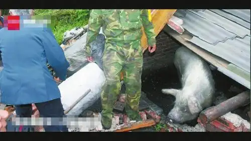 "猪坚强"挺过汶川大地震 未来可能会制作成标本