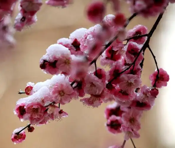 傲雪寒梅 武汉加油