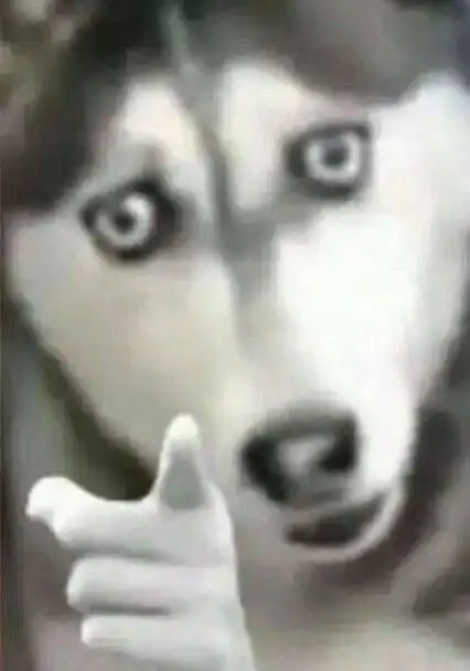 狗狗指人表情包狗狗指人表情