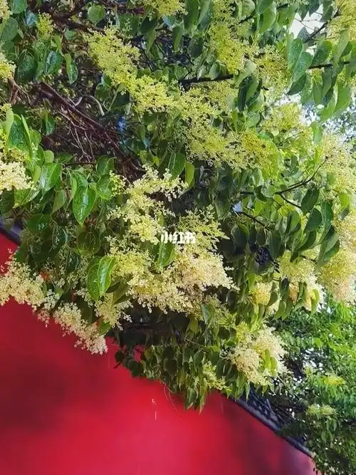 塔尔寺菩提花又开