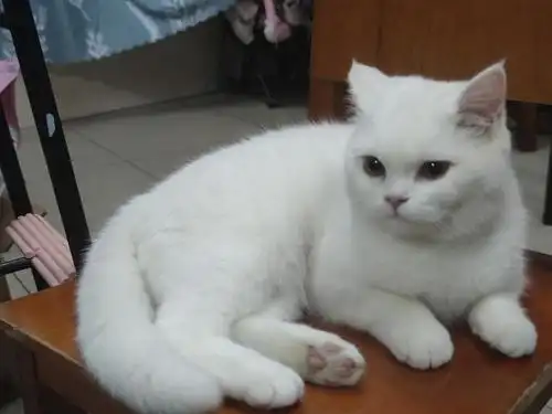 真的有白色英短嘛,怎么越养越不对劲