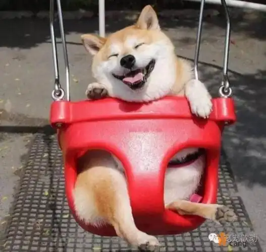 首页 社会新闻  对於爱狗的人来说不管什么品种或是米克斯都很可爱