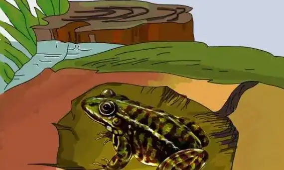 青蛙到了冬季会进入冬眠状态的动物,所以在冬季它没有任何的行动,就像