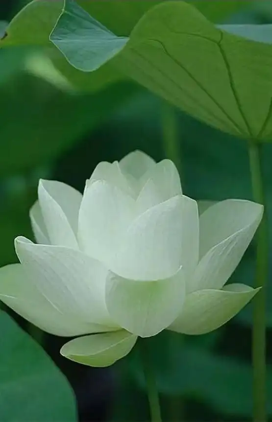 人生就是西方极乐世界,伊甸园!