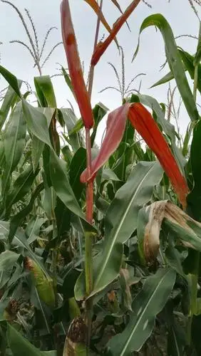 玉米幼苗变紫是缺磷的表现,那么秋天叶片发红又是缺啥了?