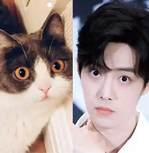 肖战撞脸狗狗表情包