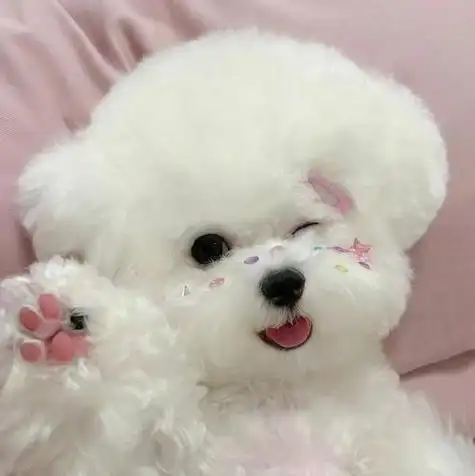 小狗头像萌宠头像比熊犬