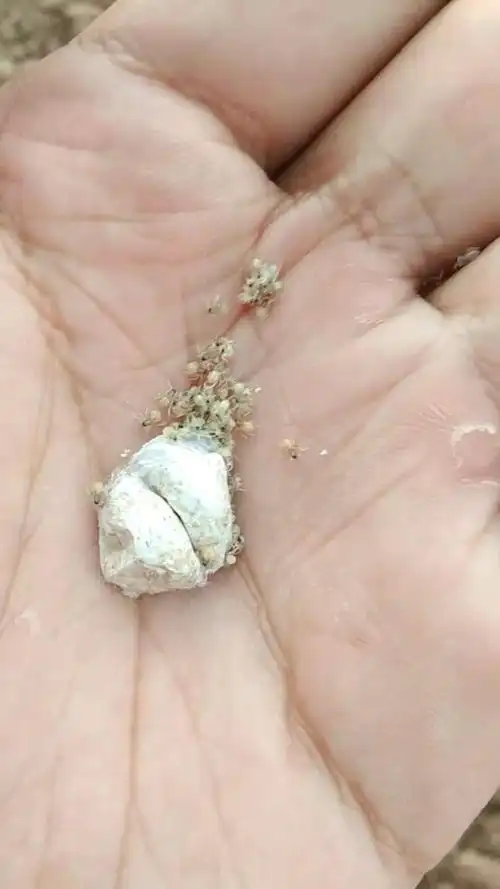 蜘蛛卵  卒 淡淡的泥土没有鸡肉味而且吃不死  皮