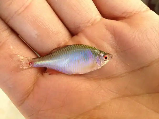 这个是什么鱼?是在田旁边的的水沟捉到的! 扁扁,很小个!有鳞!