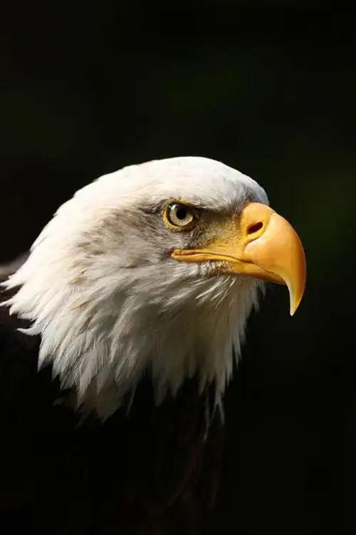 是雄鹰就应该翱翔在蓝天上