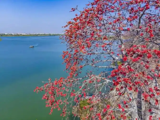 漂亮春节澄海这些地方的花海刷爆朋友圈