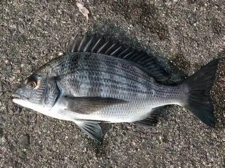 p>黑鲷(学名: i>acanthopagrus schlegelii /i>)是鲷科,黑鲷属鱼类.