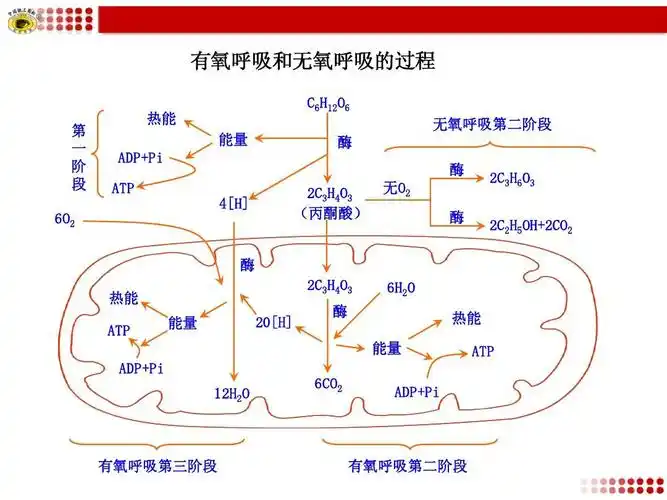 有氧呼吸和无氧呼吸的过程