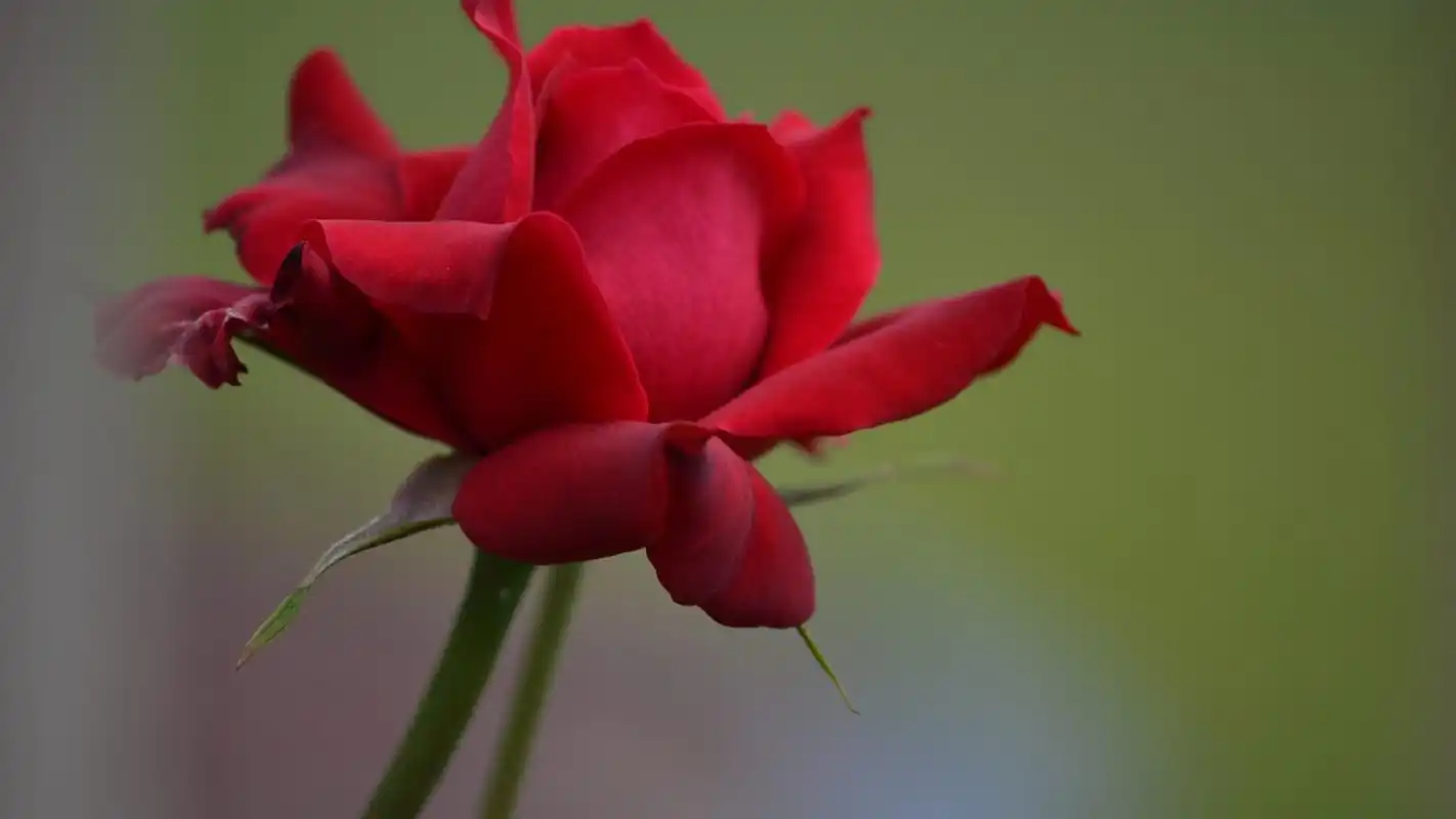 清新植物特写图片高清桌面壁纸