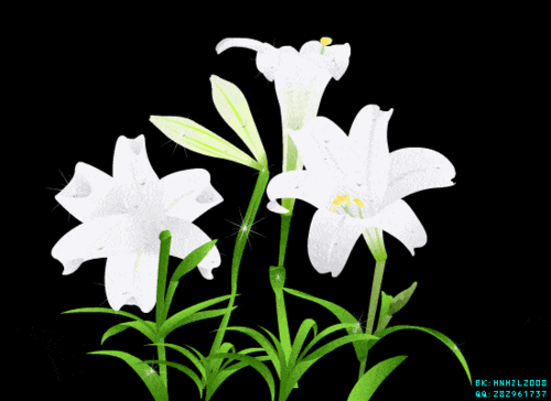 送你一束桃李花祝你桃李满天下祝师生之情长长久久最后送你一束郁金香