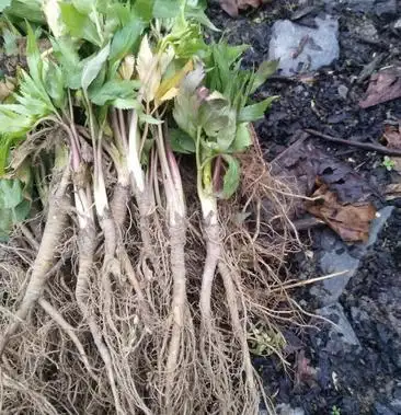 甜当归苗甜当归种子菜当归苗当归种苗基地批发当归苗