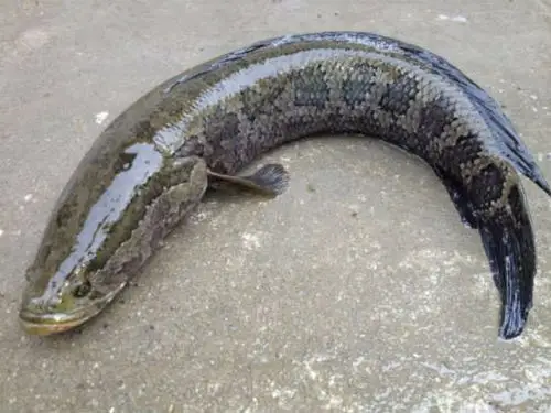 同志们,请问这是什么鱼