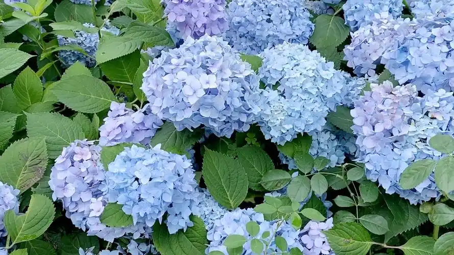 绣球花有多少品种一次看个够还是无尽夏最美最耐看