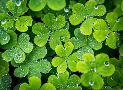 四叶草纹理图片