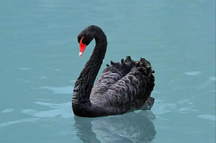 给黑天鹅的礼赞 - 美篇