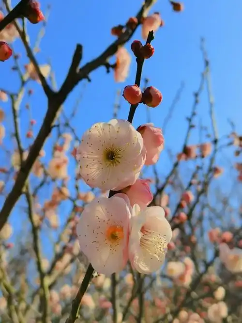 想念那鲜花盛开的大自然