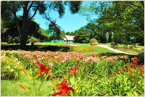 沈阳世博园郁金香花展图片834,辽宁省旅游景点,风景名胜 - 蚂蜂窝图库