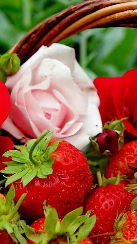 壁纸 美味的草莓,玫瑰,篮子,水果 2560x1600 hd 高清壁纸, 图片, 照片