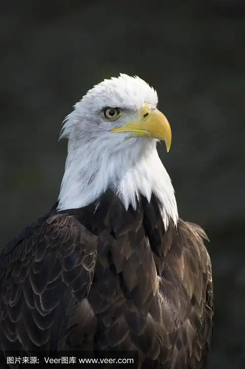 巨大的,鹰,垂直画幅,野生动物,鸟类
