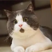 omg猫惊讶表情图片【点击鼠标右键下载】