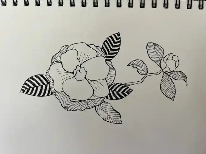 黑白线描  #装饰画  #花卉  #线描01针管笔画出轮廓02针管笔整理线条