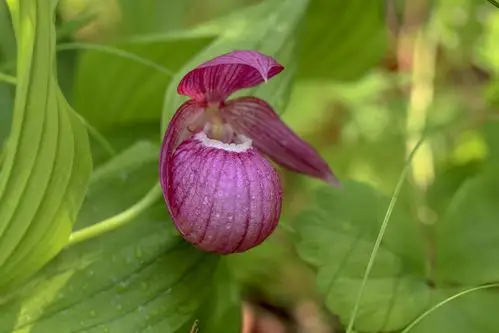 青龙山发现珍稀野生植物"大花杓兰"