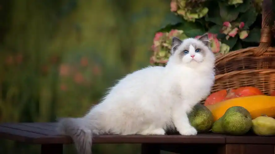 布偶小猫可爱呆萌高清电脑壁纸高清大图预览1920x1080_动物壁纸下载