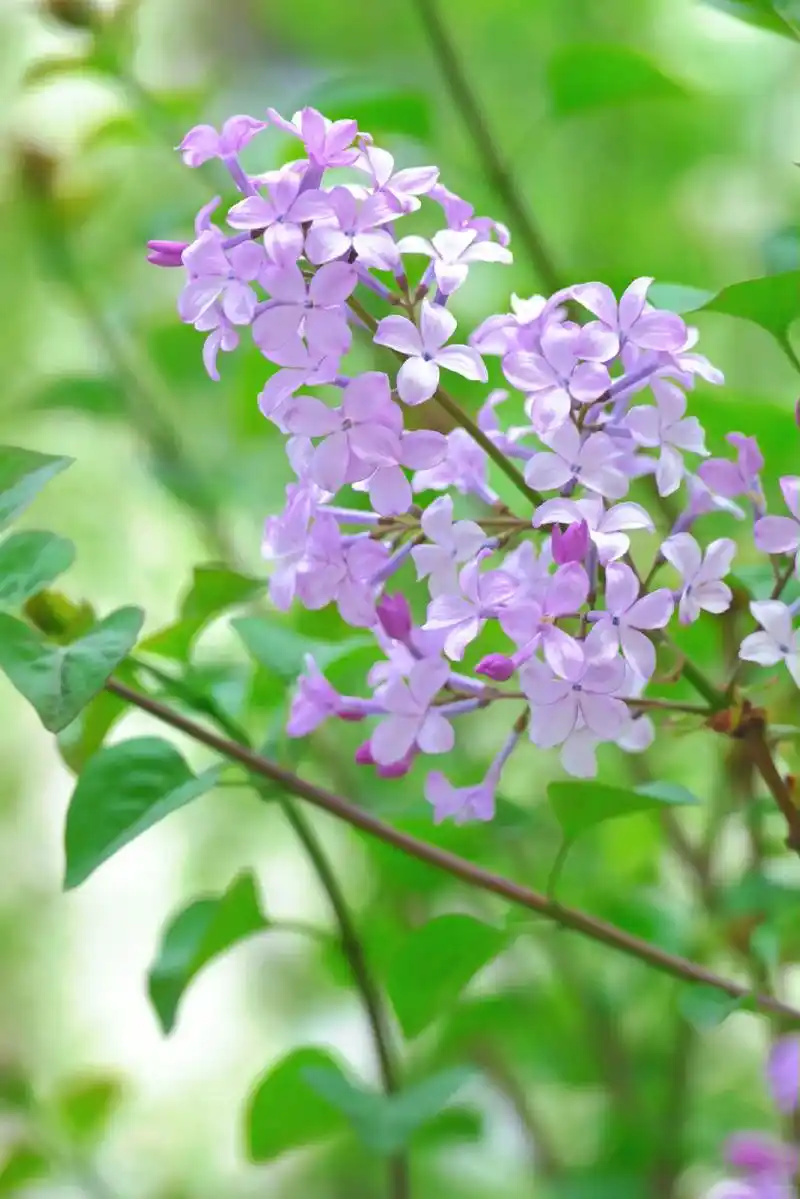 我的摄影日记 #春天的色彩 被丁香花的香味吸引了! - 抖音