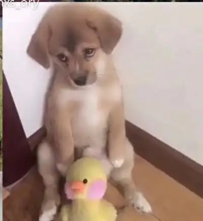 委屈巴巴表情包